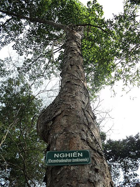 Cây gỗ nghiến tại Việt Nam.