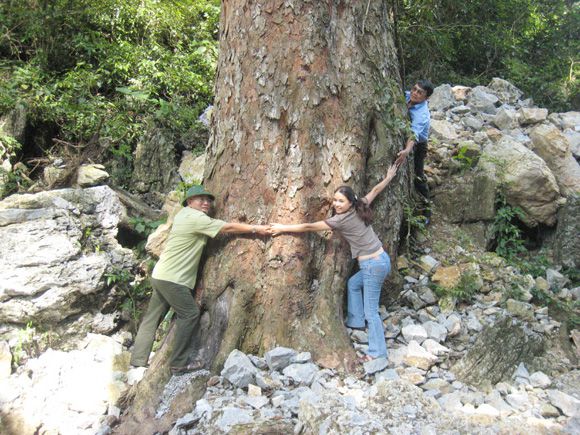 Một cây gỗ nghiến khủng còn ở Việt Nam.