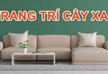 TOP Cách Trang Trí Cây Cảnh Trong Phòng Khách Siêu Xinh